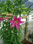 [6268 Lilium 51 No02.JPG]